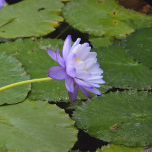 Preview wallpaper water lilies, flower, petals, macro