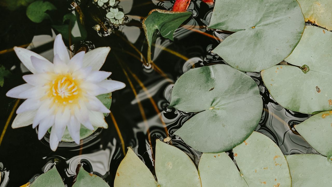 Wallpaper water lilies, flower, white, plant, water