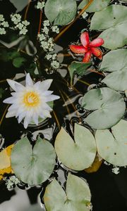 Preview wallpaper water lilies, flower, white, plant, water