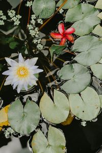 Preview wallpaper water lilies, flower, white, plant, water