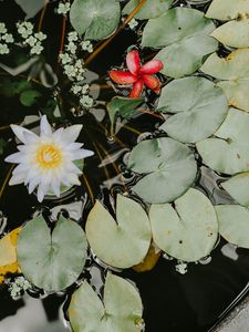 Preview wallpaper water lilies, flower, white, plant, water