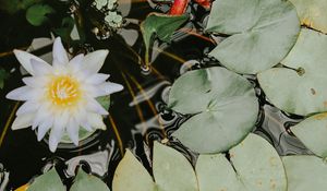 Preview wallpaper water lilies, flower, white, plant, water