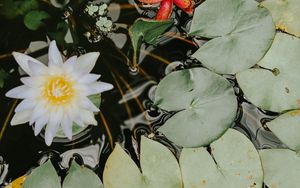 Preview wallpaper water lilies, flower, white, plant, water