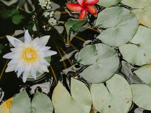 Preview wallpaper water lilies, flower, white, plant, water