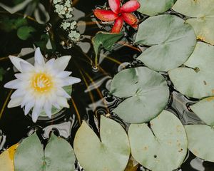 Preview wallpaper water lilies, flower, white, plant, water