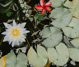 Preview wallpaper water lilies, flower, white, plant, water