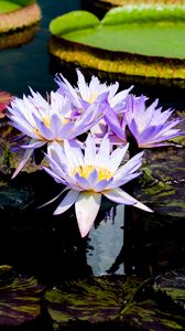 Preview wallpaper water lilies, flowers, petals, leaves, pond