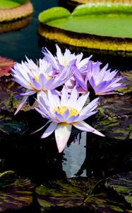 Preview wallpaper water lilies, flowers, petals, leaves, pond