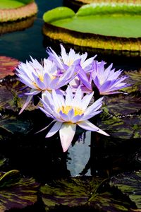 Preview wallpaper water lilies, flowers, petals, leaves, pond