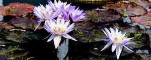 Preview wallpaper water lilies, flowers, petals, leaves, pond