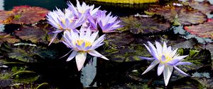 Preview wallpaper water lilies, flowers, petals, leaves, pond