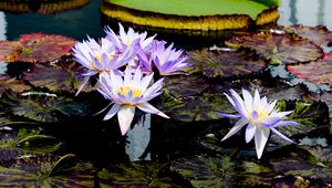 Preview wallpaper water lilies, flowers, petals, leaves, pond