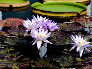 Preview wallpaper water lilies, flowers, petals, leaves, pond