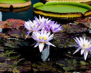 Preview wallpaper water lilies, flowers, petals, leaves, pond