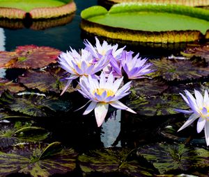Preview wallpaper water lilies, flowers, petals, leaves, pond