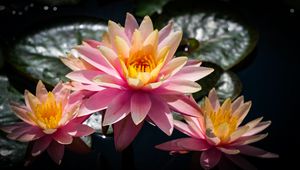 Preview wallpaper water lilies, flowers, petals, pink, leaves