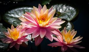 Preview wallpaper water lilies, flowers, petals, pink, leaves