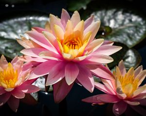 Preview wallpaper water lilies, flowers, petals, pink, leaves