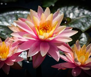 Preview wallpaper water lilies, flowers, petals, pink, leaves