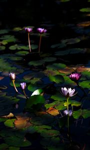 Preview wallpaper water lilies, flowers, plants, water