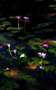 Preview wallpaper water lilies, flowers, plants, water