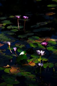 Preview wallpaper water lilies, flowers, plants, water