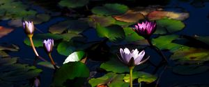 Preview wallpaper water lilies, flowers, plants, water