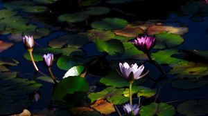 Preview wallpaper water lilies, flowers, plants, water