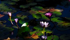 Preview wallpaper water lilies, flowers, plants, water