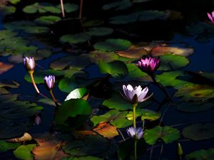 Preview wallpaper water lilies, flowers, plants, water