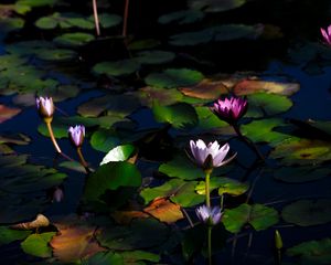 Preview wallpaper water lilies, flowers, plants, water