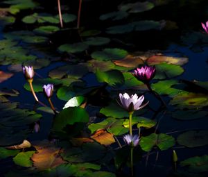 Preview wallpaper water lilies, flowers, plants, water