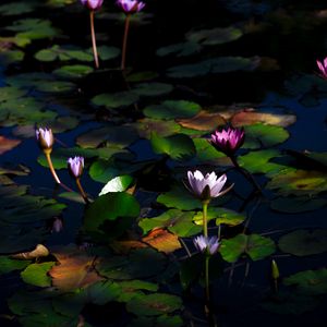 Preview wallpaper water lilies, flowers, plants, water