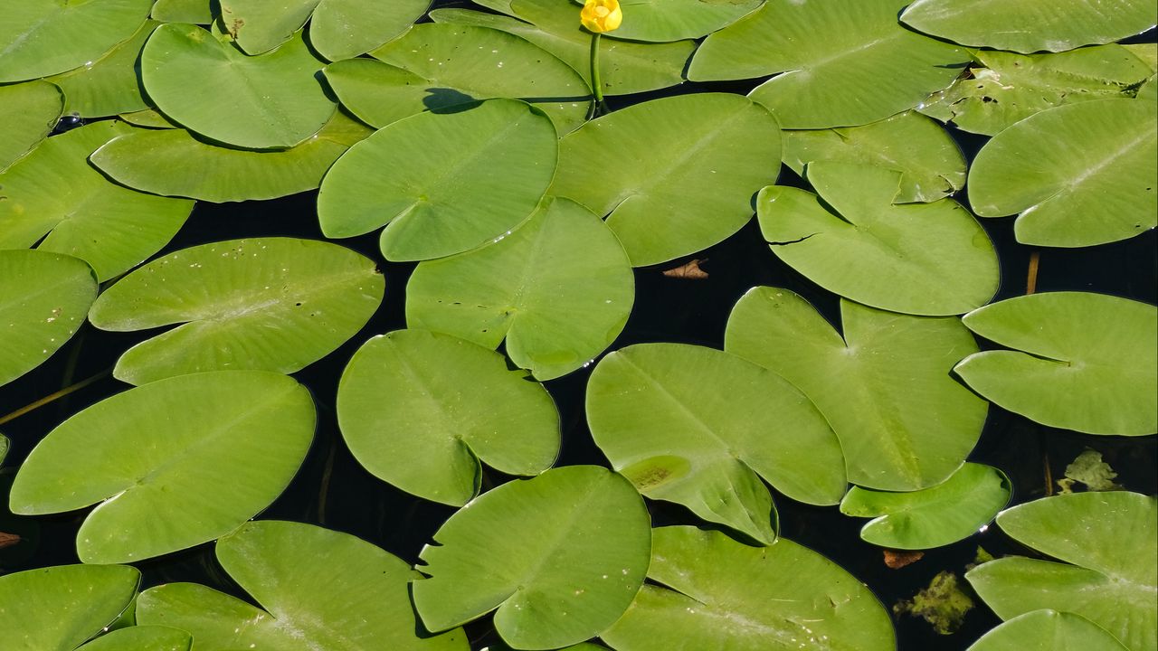 Wallpaper water lilies, lake, water, summer, green