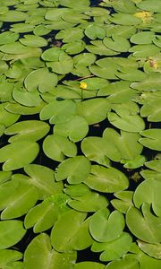 Preview wallpaper water lilies, lake, water, summer, green