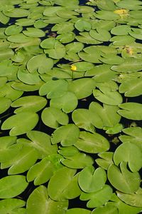 Preview wallpaper water lilies, lake, water, summer, green