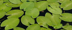 Preview wallpaper water lilies, lake, water, summer, green