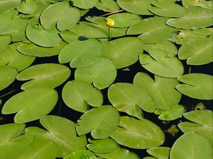 Preview wallpaper water lilies, lake, water, summer, green