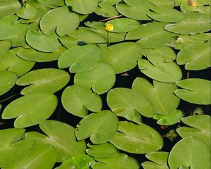 Preview wallpaper water lilies, lake, water, summer, green