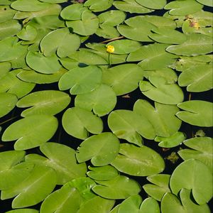 Preview wallpaper water lilies, lake, water, summer, green