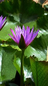 Preview wallpaper water lilies, leaves, light, close-up