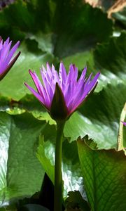 Preview wallpaper water lilies, leaves, light, close-up