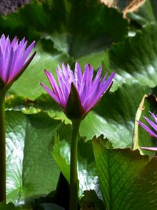 Preview wallpaper water lilies, leaves, light, close-up