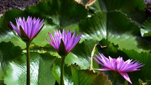 Preview wallpaper water lilies, leaves, light, close-up