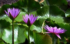 Preview wallpaper water lilies, leaves, light, close-up