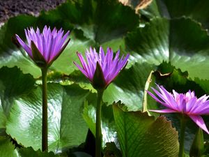 Preview wallpaper water lilies, leaves, light, close-up