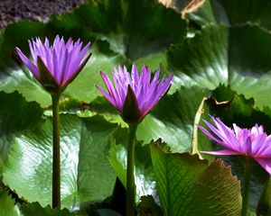 Preview wallpaper water lilies, leaves, light, close-up