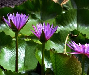 Preview wallpaper water lilies, leaves, light, close-up