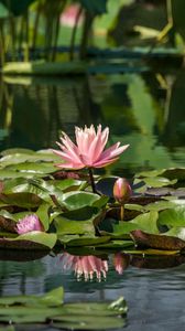 Preview wallpaper water lilies, leaves, pond, water, reflection