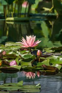 Preview wallpaper water lilies, leaves, pond, water, reflection